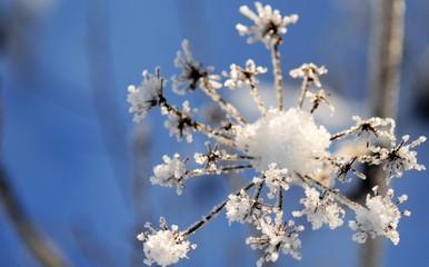 umbel covered with ice crystals