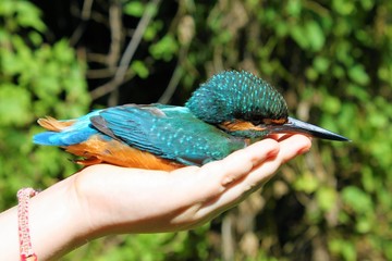 eisvogel in der hand, vogel freilassen