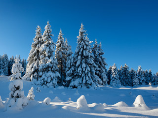 Tief verschneite unberührte Winterlandschaft, schneebedeckte Tannen, funkelnde Schneekristalle