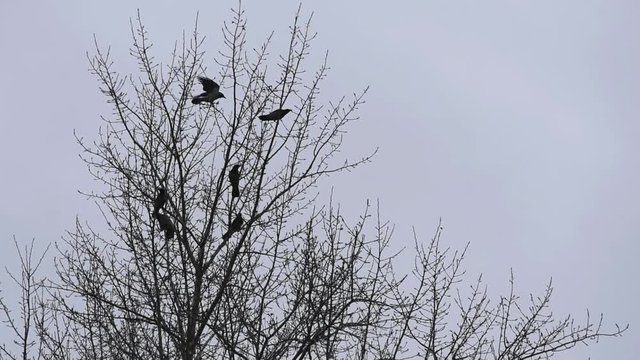 Crows in the trees