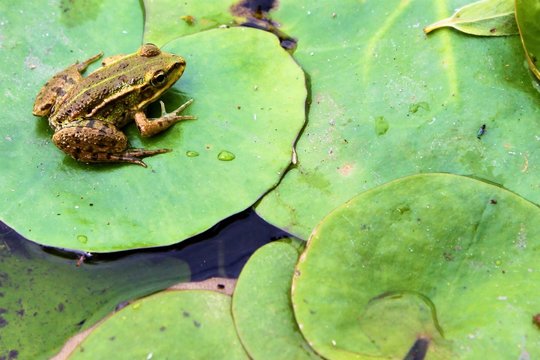 Frosch auf Seerosenblatt Clipart