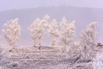 Winter nature in winter sunlight. Foggy winter landscape of frosty winter trees in winter meadow in cold sunny weather-winter scene with winter trees covered with snow.