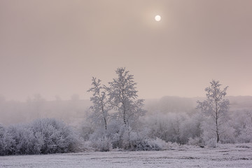 Winter nature in winter sunlight. Foggy winter landscape of frosty winter trees in winter meadow in cold sunny weather-winter scene with winter trees covered with snow.