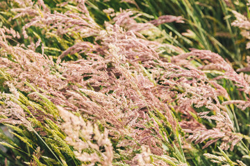reed grass blown by the wind in New Zealand