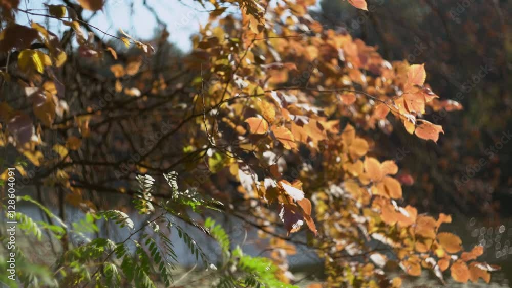 Poster autumn background. different trees branch with yellow and gold leaves in focus and out of focus. bea