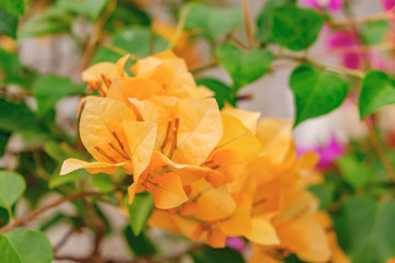 Fragrant orange Bougainvillea spectabilis flower with blurred evening background. Botanical photography.
