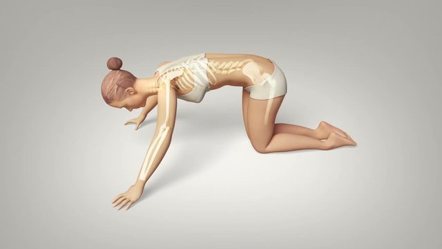 Yoga Cat Pose Of A Female With Visible Skeleton