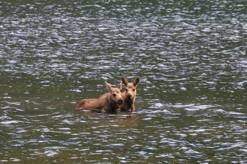 moose calf  