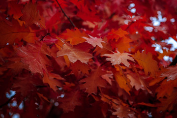 Autumn Oak leaves against the sky as a backdrop