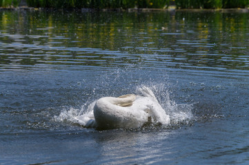 Weißer Schwan putzt sein Gefieder im See 