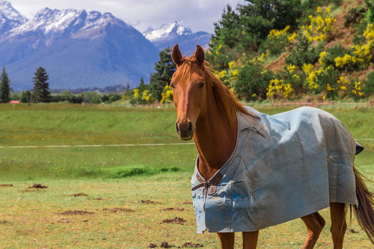 horse wear cloak with a mountain view