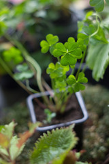Lucky clover planting as home plant, green, with four leaves.