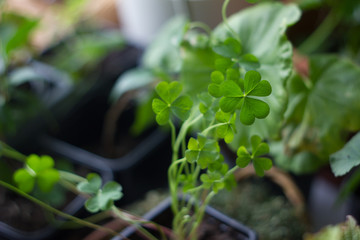 Lucky clover planting as home plant, green, with four leaves.