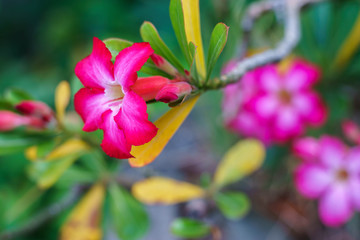 Desert rose flower (Other names are desert rose, Mock Azalea) in