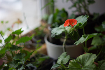 Heranium flower, red color