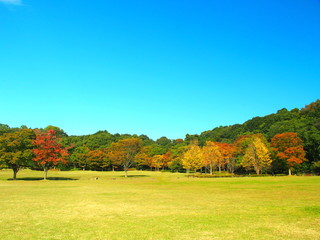 秋の公園風景　21世紀の森と広場