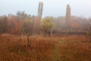 Fototapeta premium Autumn scenery misty morning. Landscape. Nature. Sadness