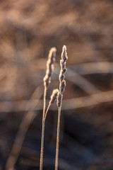 Leaves and grass with hoarfrost as a background