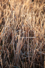 Leaves and grass with hoarfrost as a background