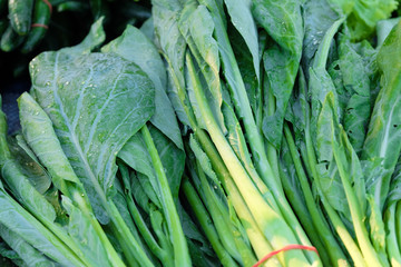 Obraz premium Kale