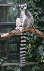 Лемур / Африканский лемур в Пражском зоопарке
