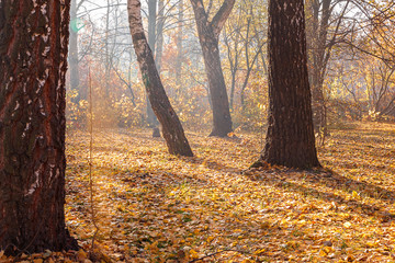 Autumn Forest frosty sunny morning. Landscape. Nature