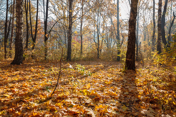 Fototapeta premium Autumn Forest frosty sunny morning. Landscape. Nature