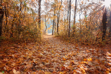Autumn Forest frosty sunny morning. Landscape. Nature