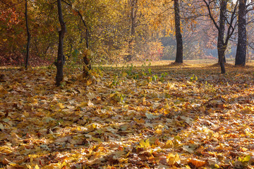 Autumn Forest frosty sunny morning. Landscape. Nature