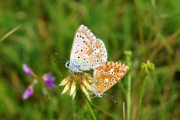 Schmetterlinge paaren sich auf einer Blüte
