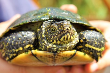 europäische sumpfschildkröte von vorne 