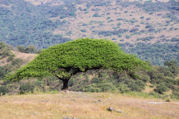 Baum in der W&uuml;ste