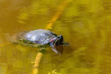 Obraz premium Turtlebay