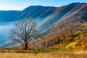 alone tree on mountain meadow