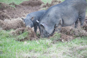 Boar digging soil to eat grass root