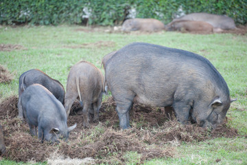 Boar digging soil to eat grass root