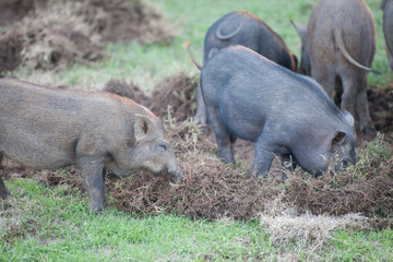 Boar digging soil to eat grass root