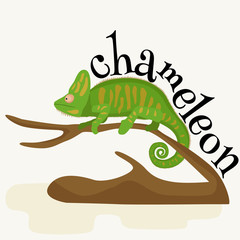 pet chameleon for home, lizard and reptile isolated vector pictograms