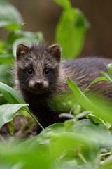 Raccoon dog pup in forest. Baby raccoon dog. Young animal. Baby animal.