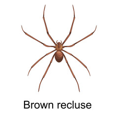 Spiders cartoon set, dangerous insects collection