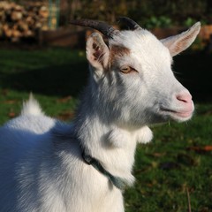 Chèvre naine