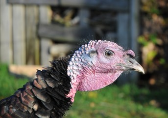 Belle tête de jeune dindon