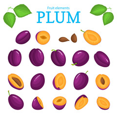 Vector set of purple fruits. Plum fruit, whole, peeled, piece of half, slice leaves, seed. Collection of delicious red plums designer elements for use in packaging design projects flyer healthy eating