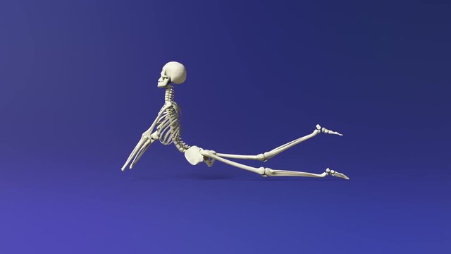 Cobra Pose Of Human Skeletal