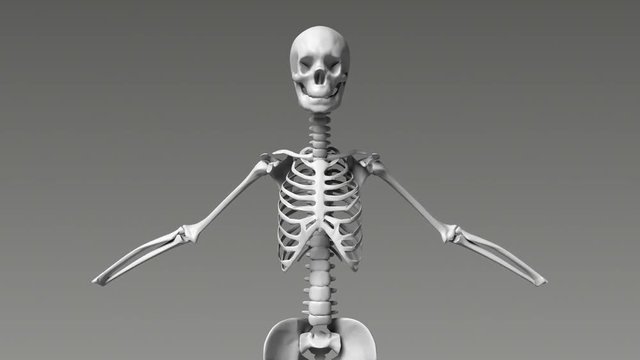 Human Skeletal Raising Then Lowering Arms