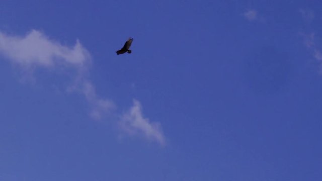 A lone male bald eagle soars above in a bright blue cloudy sky
