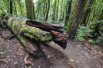 Rainforest travel at Kew-Mae-Pan, Thailand