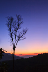 Dead tree against sunset twilight background