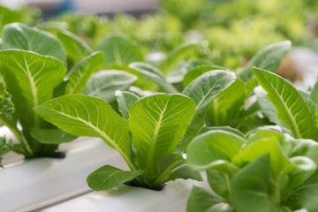 Vegetables hydroponics