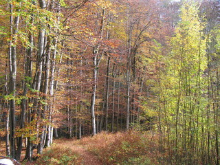 Herbstwald